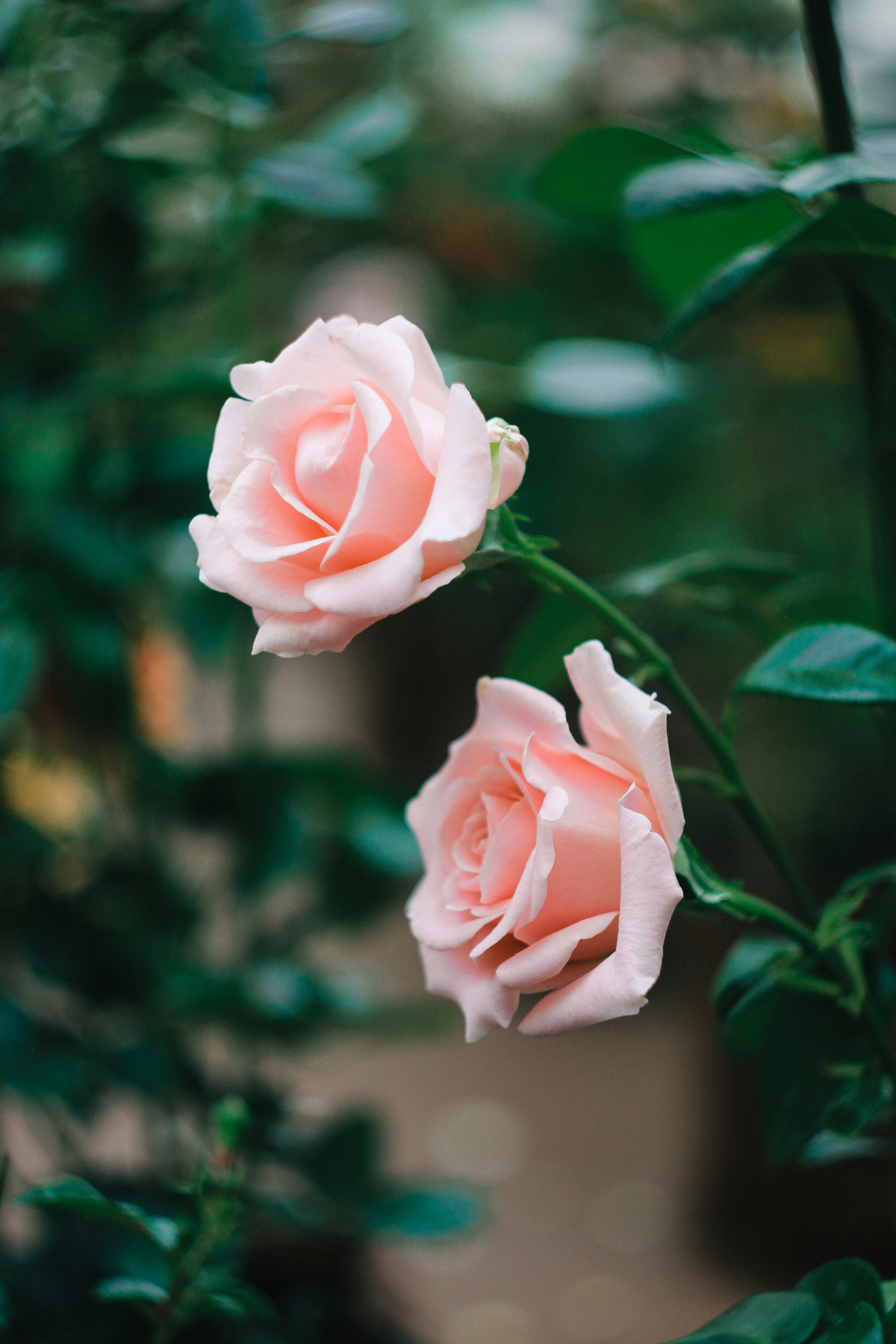 Two pink roses blooming in a garden photo – Free Background Image on  Unsplash, image size:3000x4500