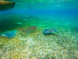 Underwater scene featuring two stingrays and a small shark swimming over a bed of seagrass. The water is clear, revealing the vibrant and abundant marine life thriving in the ocean habitat.