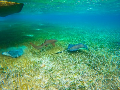 Underwater scene featuring two stingrays and a small shark swimming over a bed of seagrass. The water is clear, revealing the vibrant and abundant marine life thriving in the ocean habitat.