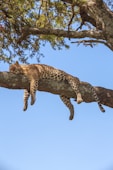 a leopard laying on top of a tree branch