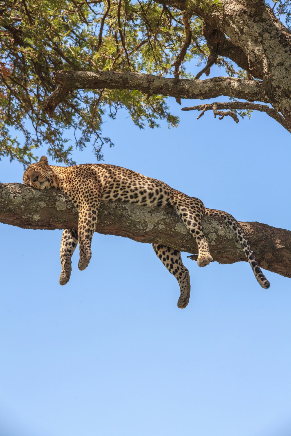 a leopard laying on top of a tree branch