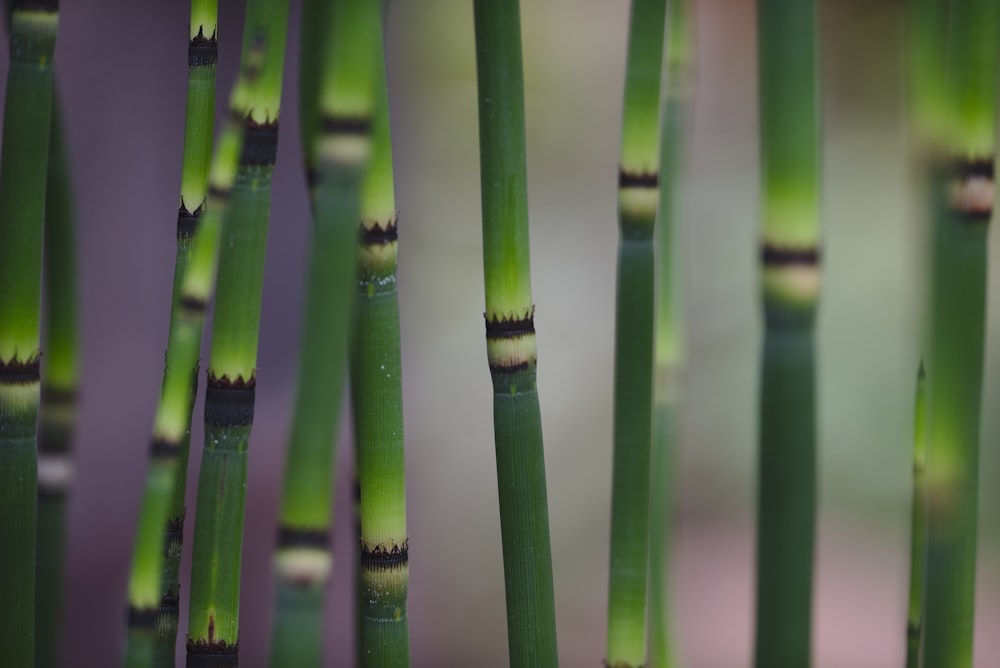 Un primo piano di un gruppo di piante di bambù verdi