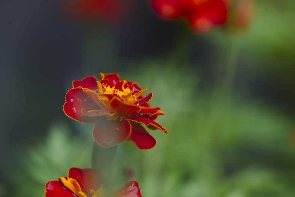 a close up of a red and yellow flower