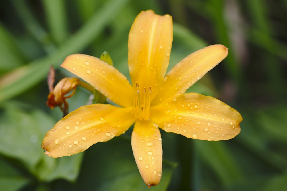 a yellow flower with drops of water on it