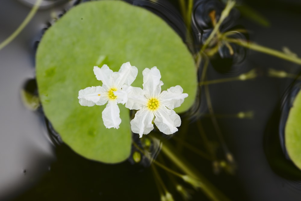 a couple of white flowers floating on top of a pond
