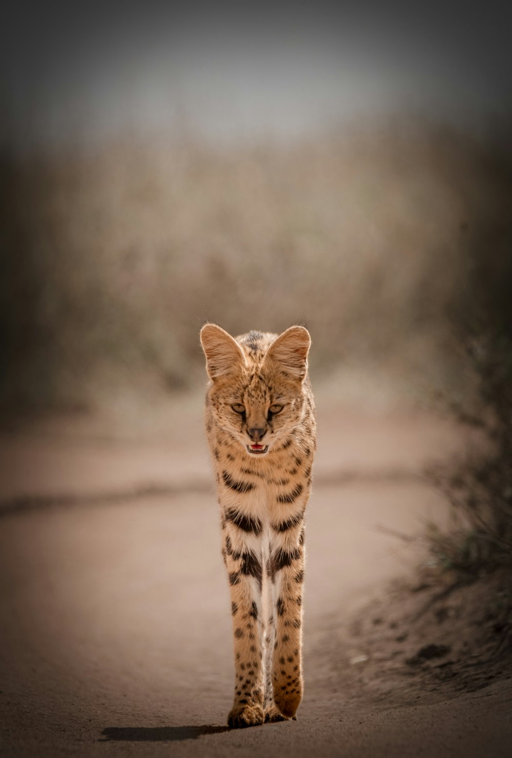 a small cat walking down a dirt road