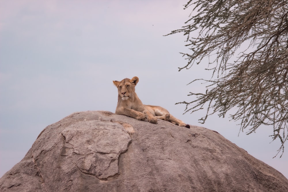a lion laying on top of a large rock