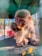 A young monkey sits in an enclosure, holding and eating a piece of fruit. The animal is covered in soft fur, with large, curious eyes directed at the fruit. The background reveals a cage-like structure, suggesting a zoo or animal sanctuary environment.