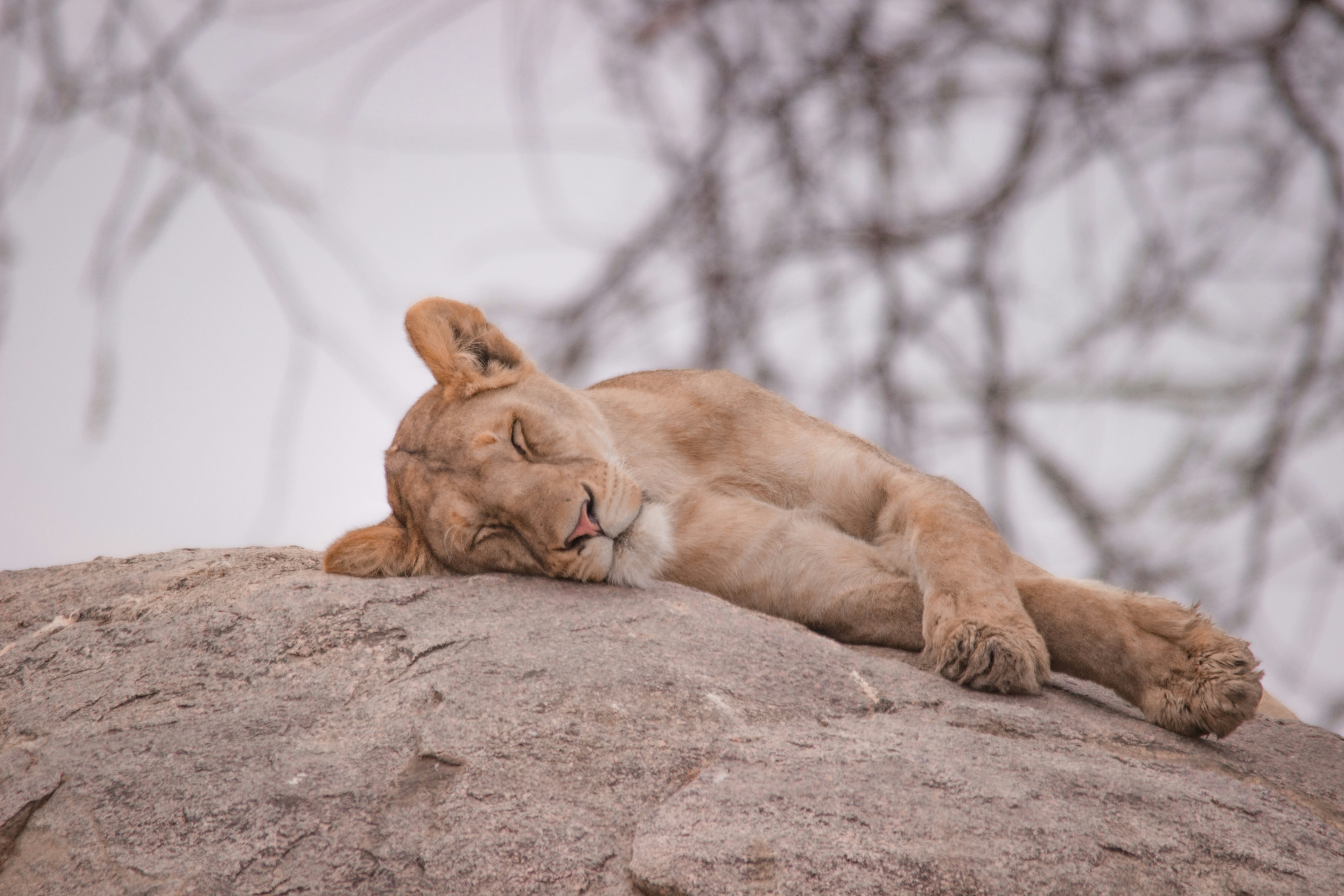 a lion sleeping on top of a large rock, Tranquility meets the untamed beauty of nature in this image capturing a lioness in a state of peaceful slumber on the Serengeti kopjes. The rugged rocks provide a perfect vantage point for the lioness, who has found solace and safety amidst the rocky outcrop. With her eyes softly closed, she appears serene and undisturbed, displaying the trust she places in her surroundings. This photograph captures the delicate balance between vulnerability and strength that exists in the wild.