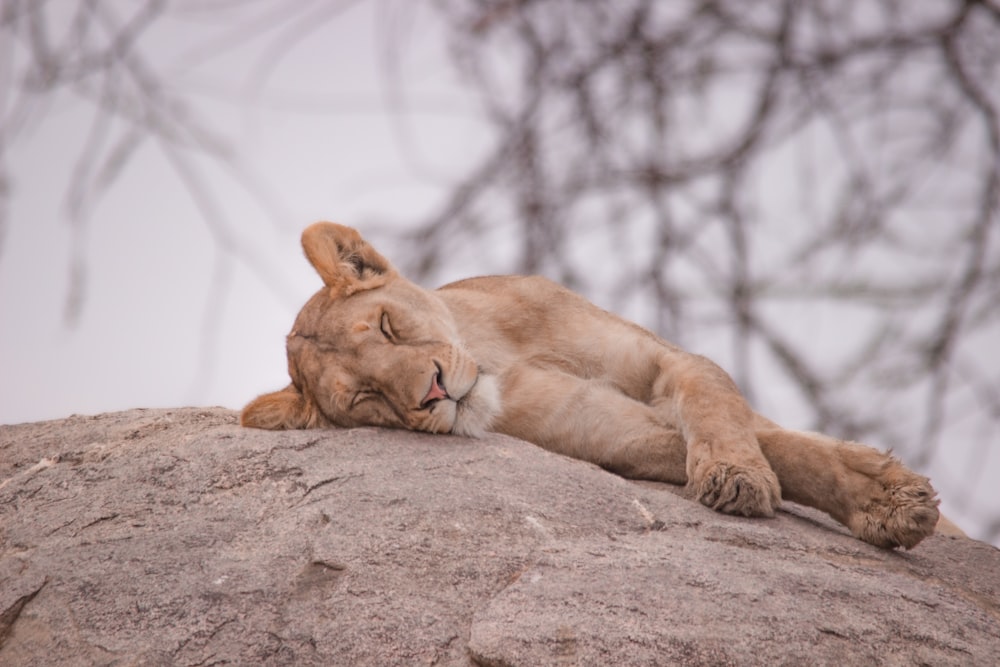 a lion sleeping on top of a large rock