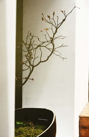 A minimalist interior featuring a large, bare, and intricately twisted twig or branch situated in a modern, simple planter. The setting conveys an aesthetic of simplicity and natural beauty with muted tones.
