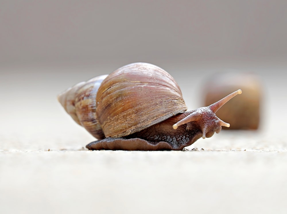 a close up of a snail on the ground