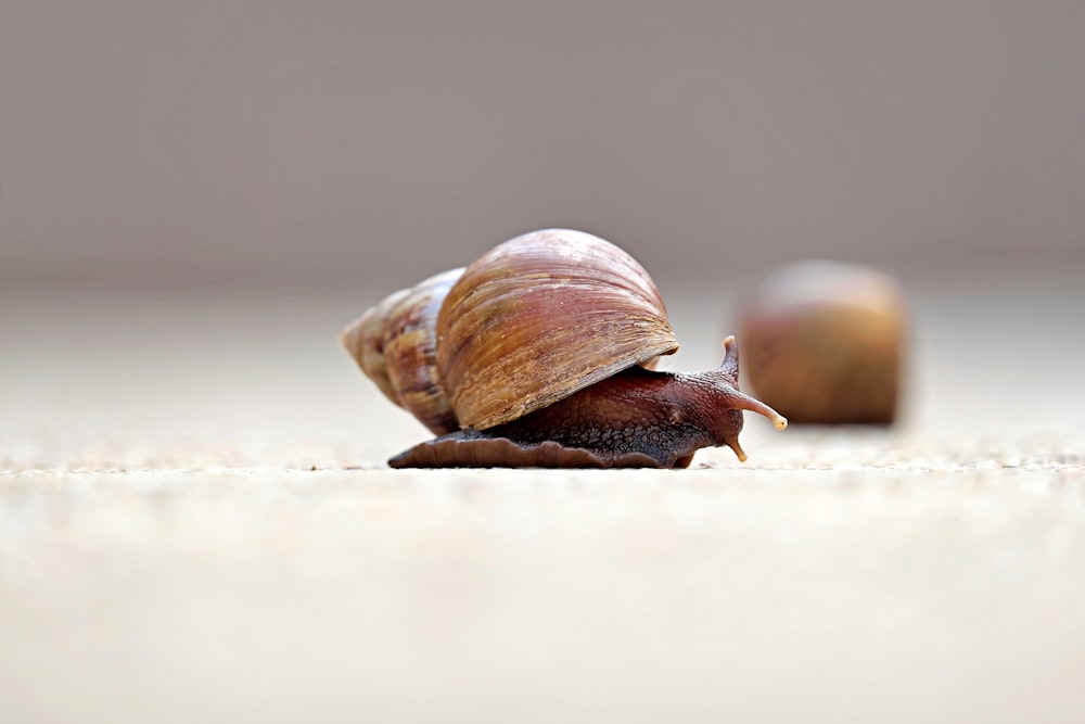 a close up of a snail on the ground