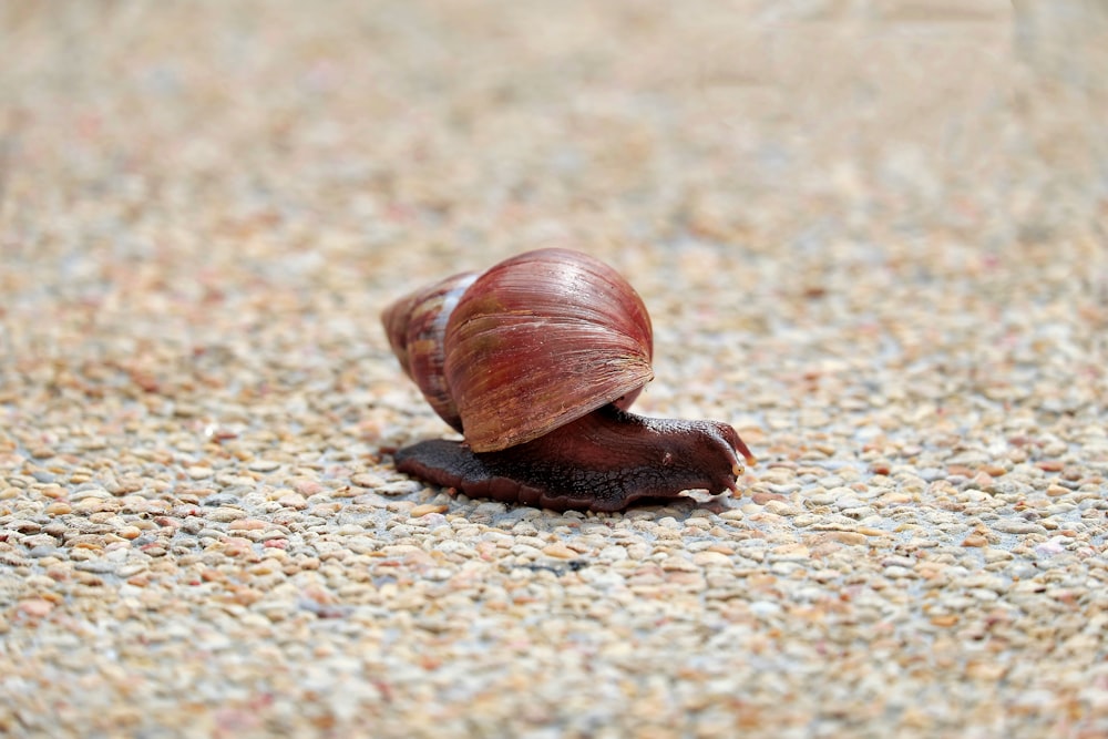 a snail crawling on the ground in the sand
