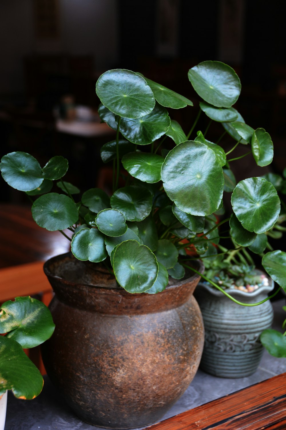 um par de vasos de plantas sentados em cima de uma mesa