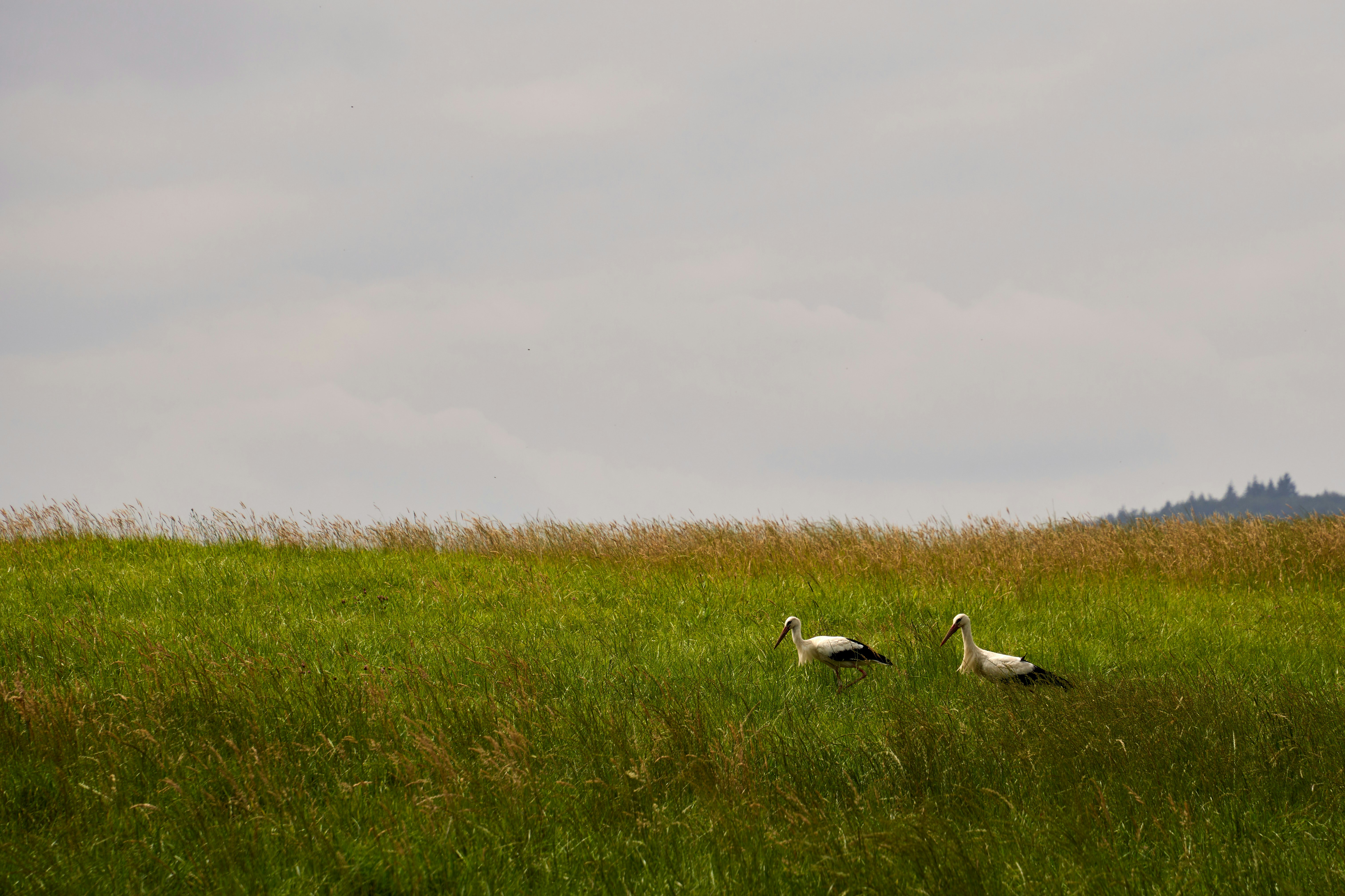 Photo by wolfgang_hasselmann