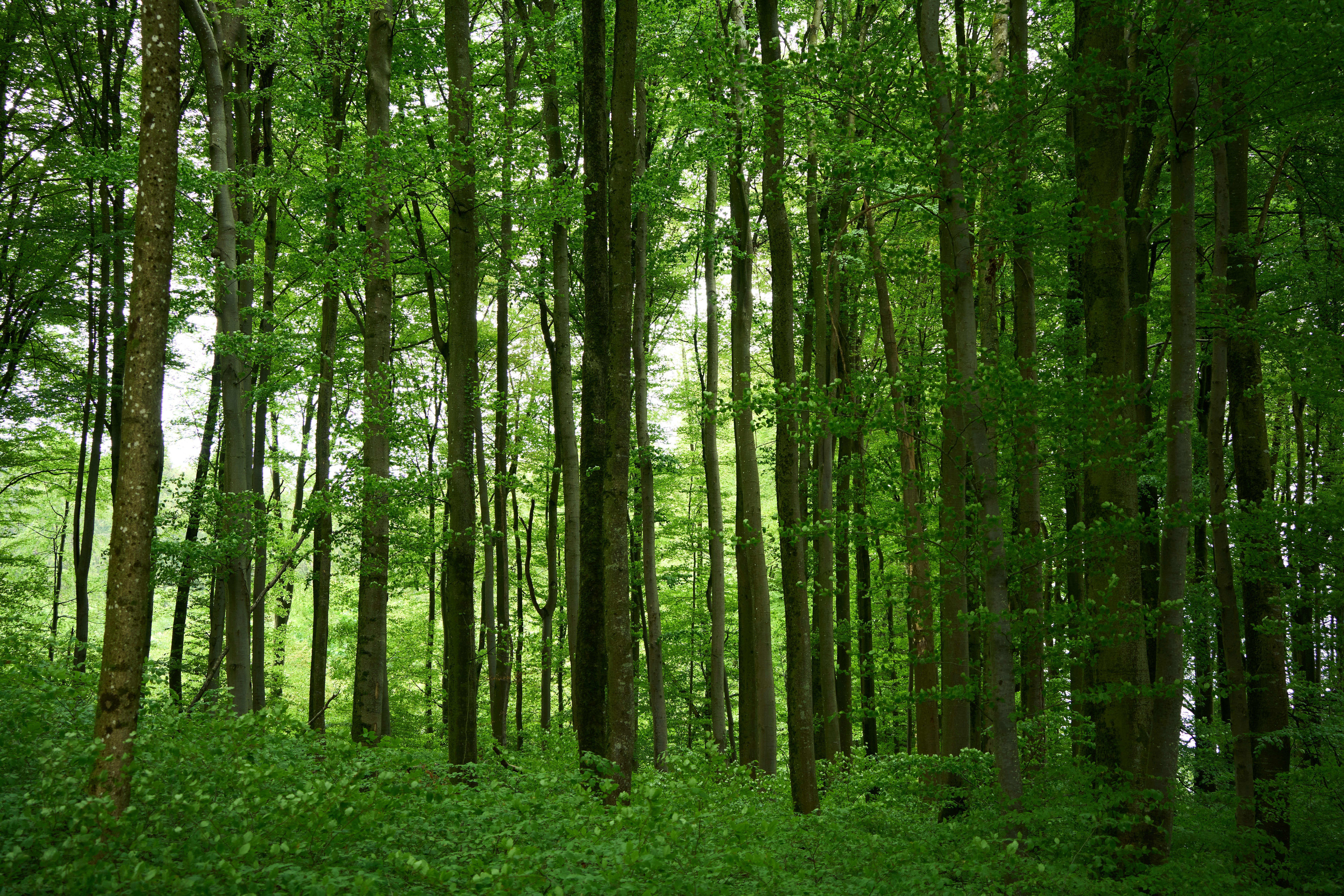 Photo by wolfgang_hasselmann