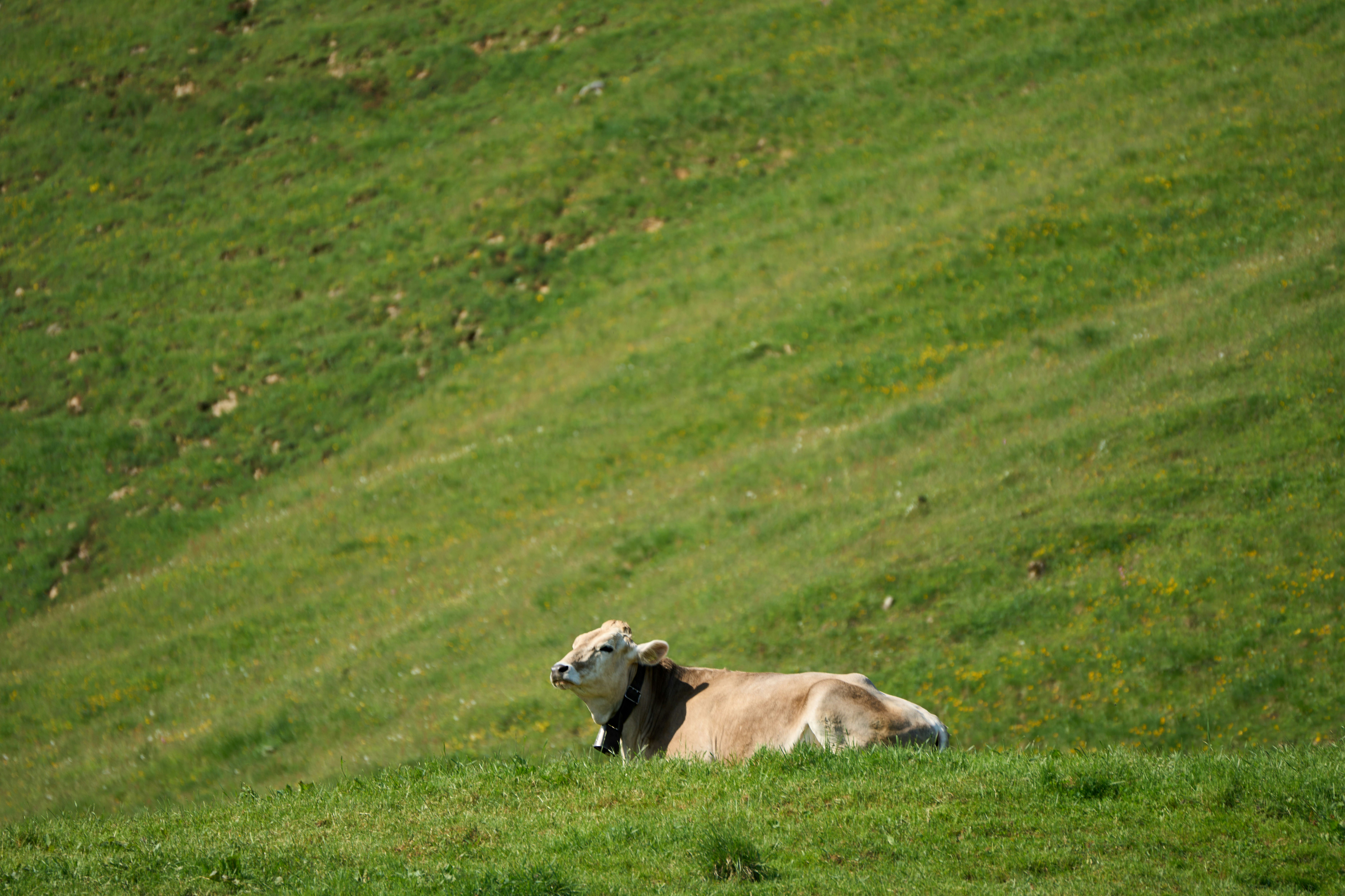 Photo by wolfgang_hasselmann