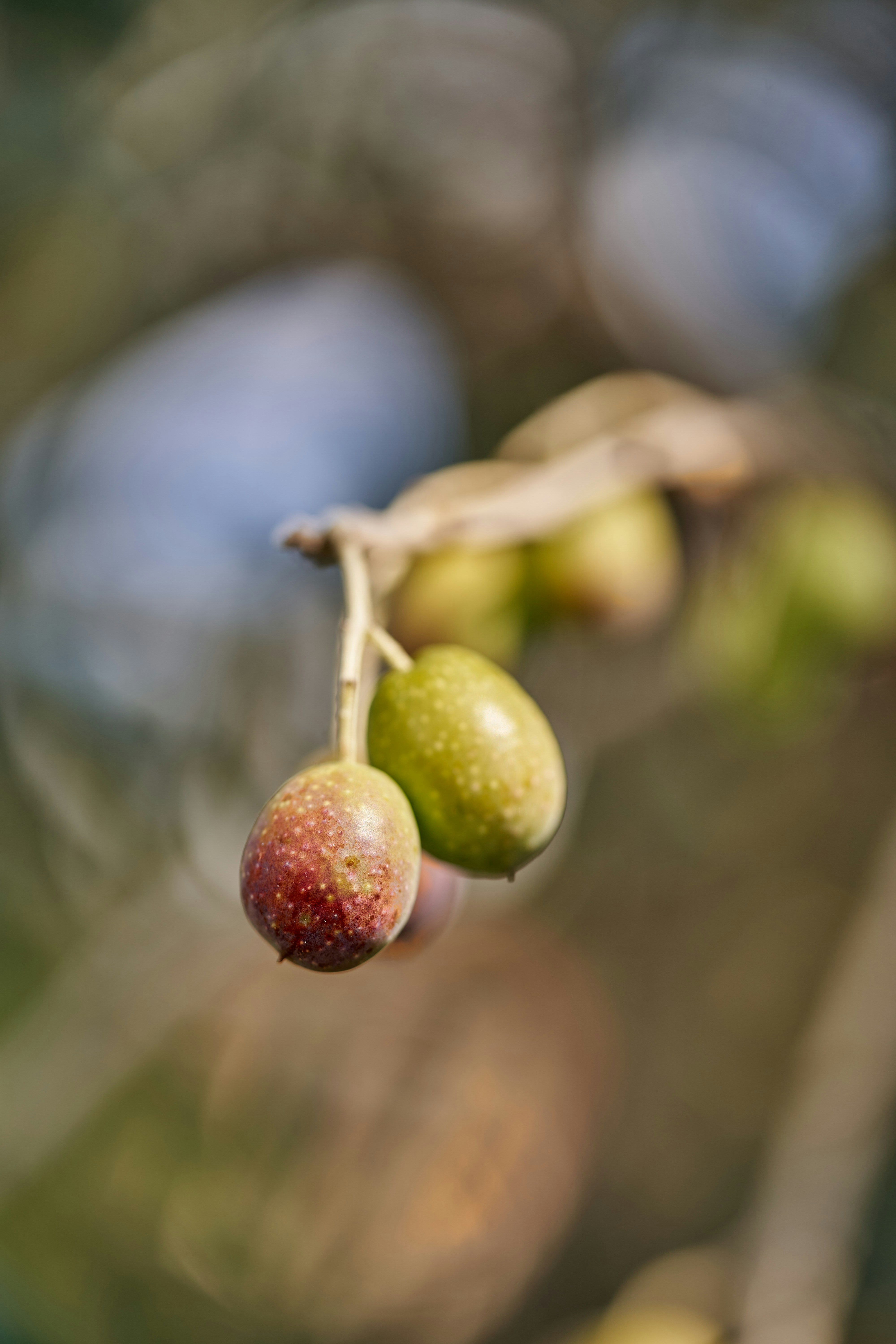 Photo by wolfgang_hasselmann