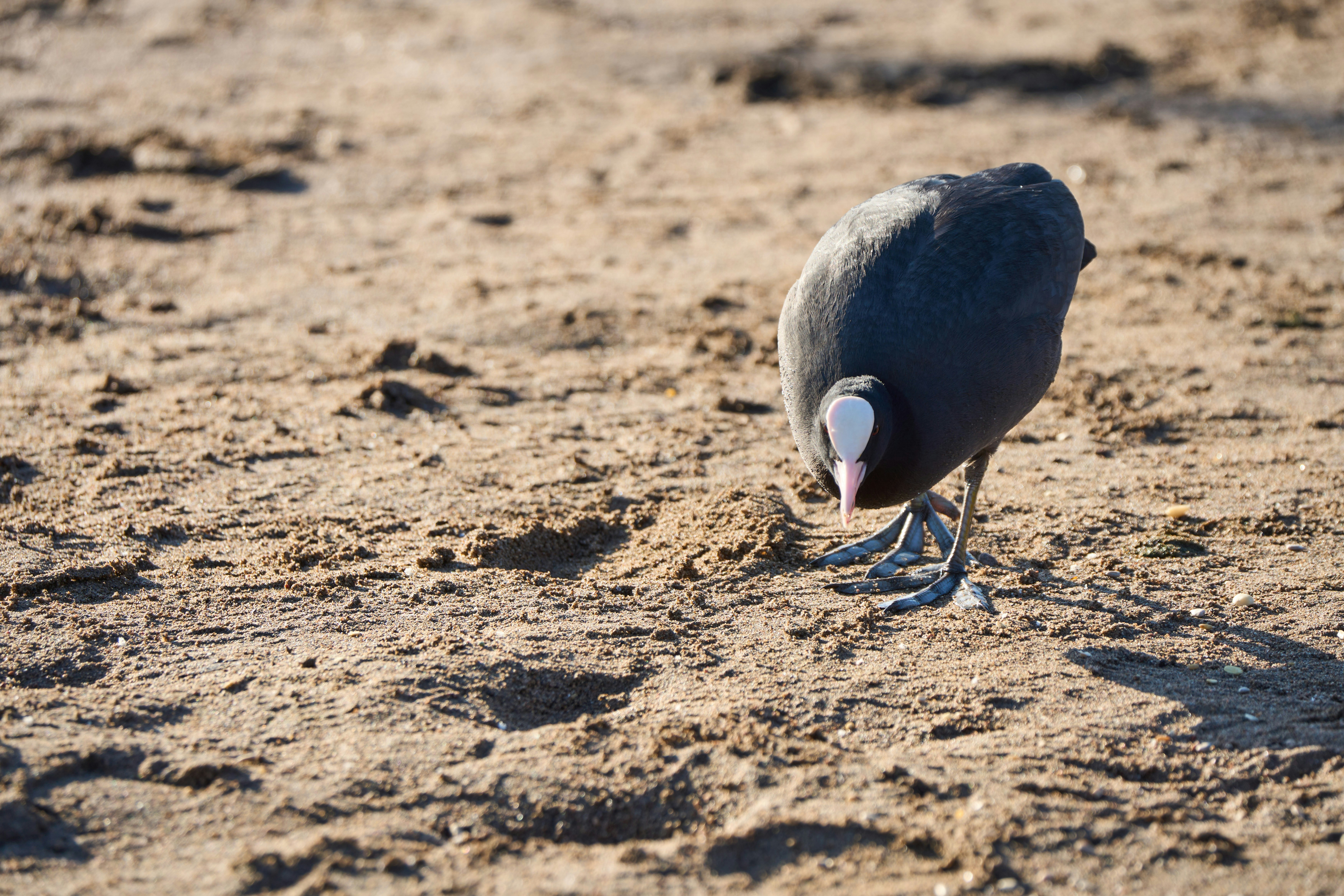 Photo by wolfgang_hasselmann