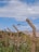 Barbed wire fence stretches diagonally across the image, supported by weathered concrete posts. Two birds are perched on the top wire. There is overgrown grass and foliage at the base of the fence, with a clear blue sky and scattered clouds in the background.