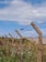 Barbed wire fence stretches diagonally across the image, supported by weathered concrete posts. Two birds are perched on the top wire. There is overgrown grass and foliage at the base of the fence, with a clear blue sky and scattered clouds in the background.