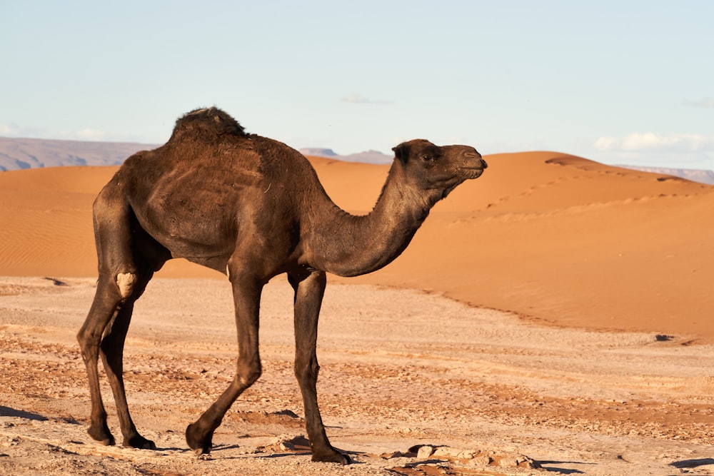 a camel walking in the desert with mountains in the background