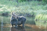 A scenic rest stop with Moose stretching next to a travel water bowl.