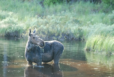 A scenic rest stop with Moose stretching next to a travel water bowl.