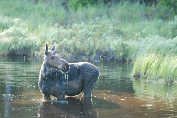 A moose stands in a serene body of water surrounded by lush green vegetation. The moose appears wet, with droplets trickling down its fur, indicating it has just emerged from the water.