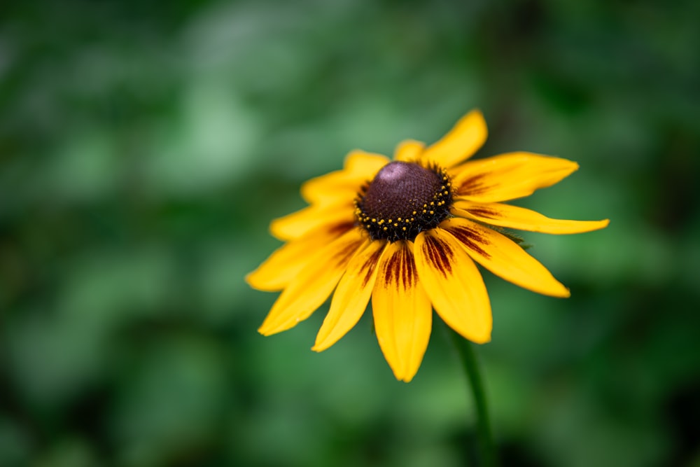 a close up of a yellow flower with a blurry background