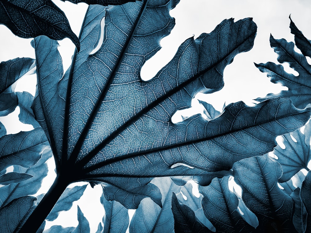 a close up of a leaf on a tree