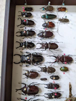 A detailed shot of dried beetles arranged artistically on a white background.