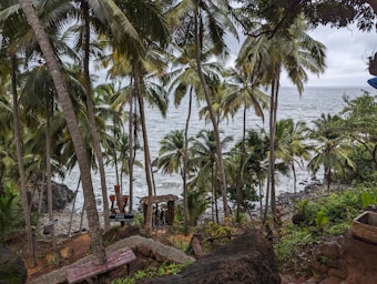 A scenic view of a tropical shoreline featuring tall palm trees with lush green fronds. The ocean is visible in the background, with gentle waves approaching the rocky shore. A small rustic structure made of wood and a signboard can be seen along a dirt path, surrounded by dense vegetation.