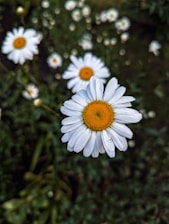 A close-up of a blooming daisy in a sunny field.