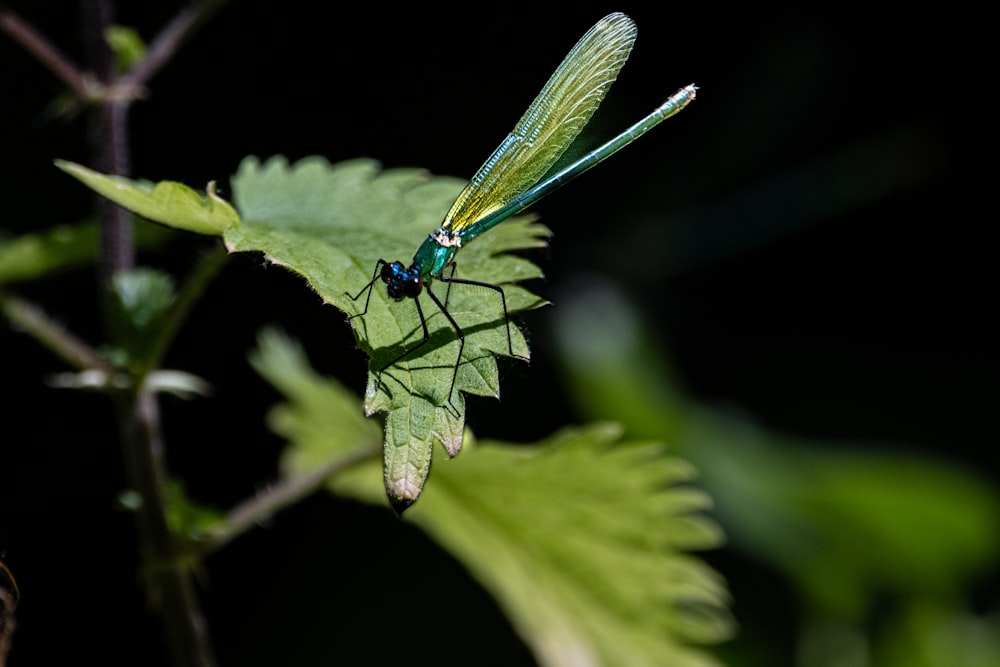 a blue dragonfly sitting on top of a green leaf