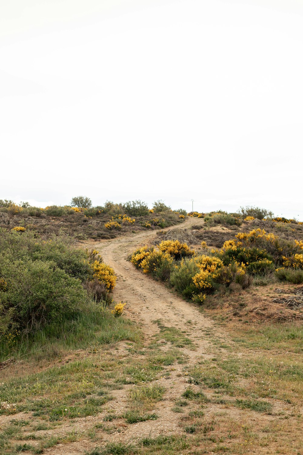 a dirt road in the middle of a field