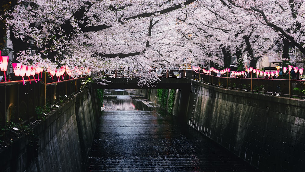 a river with lots of pink flowers on it