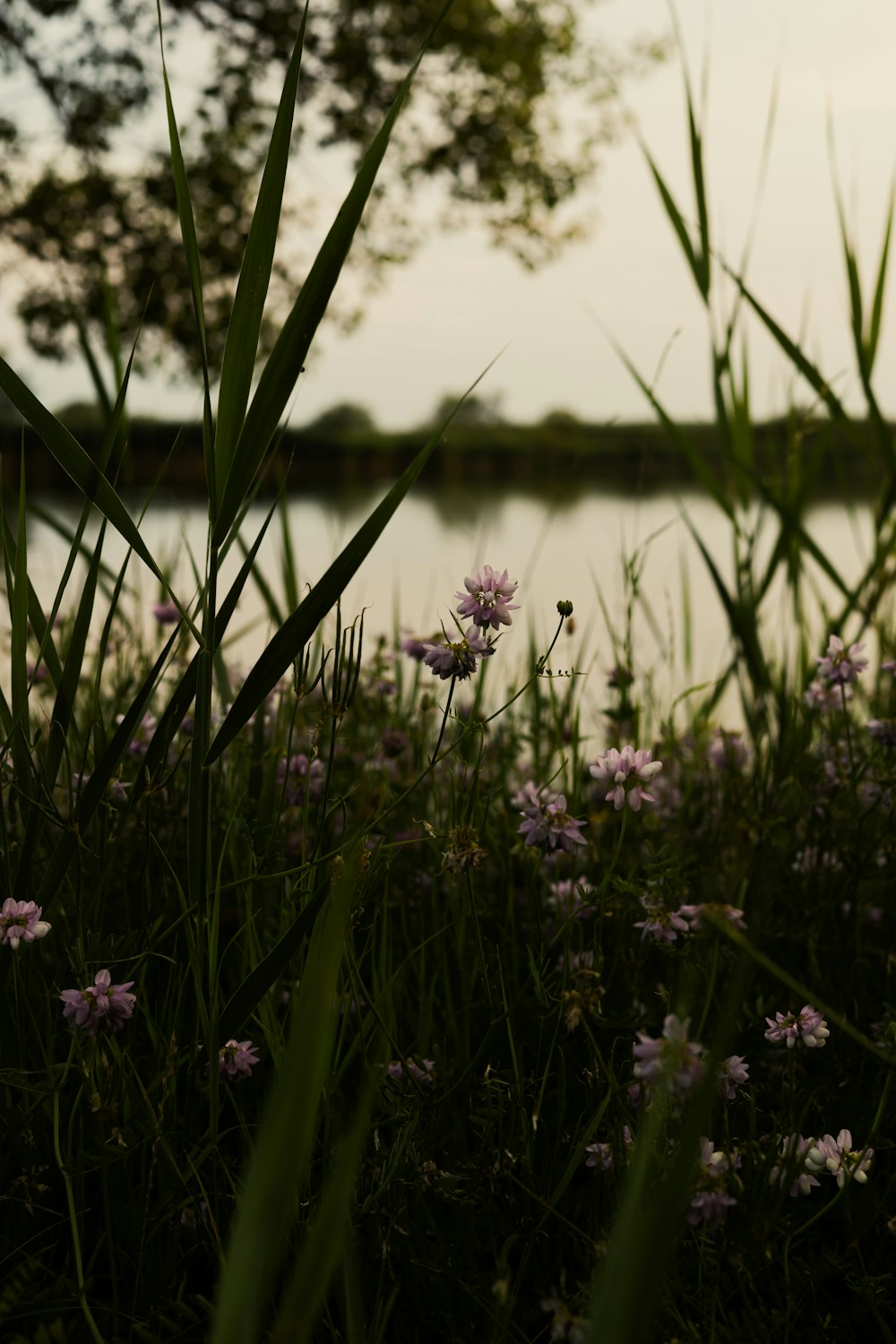 a field of purple flowers next to a body of water