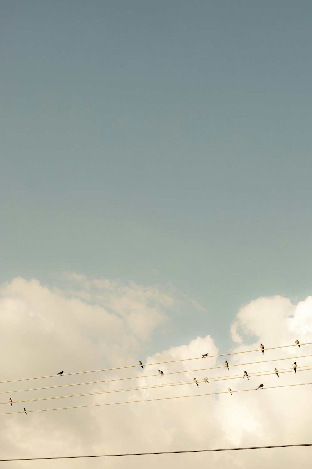 a flock of birds sitting on top of power lines