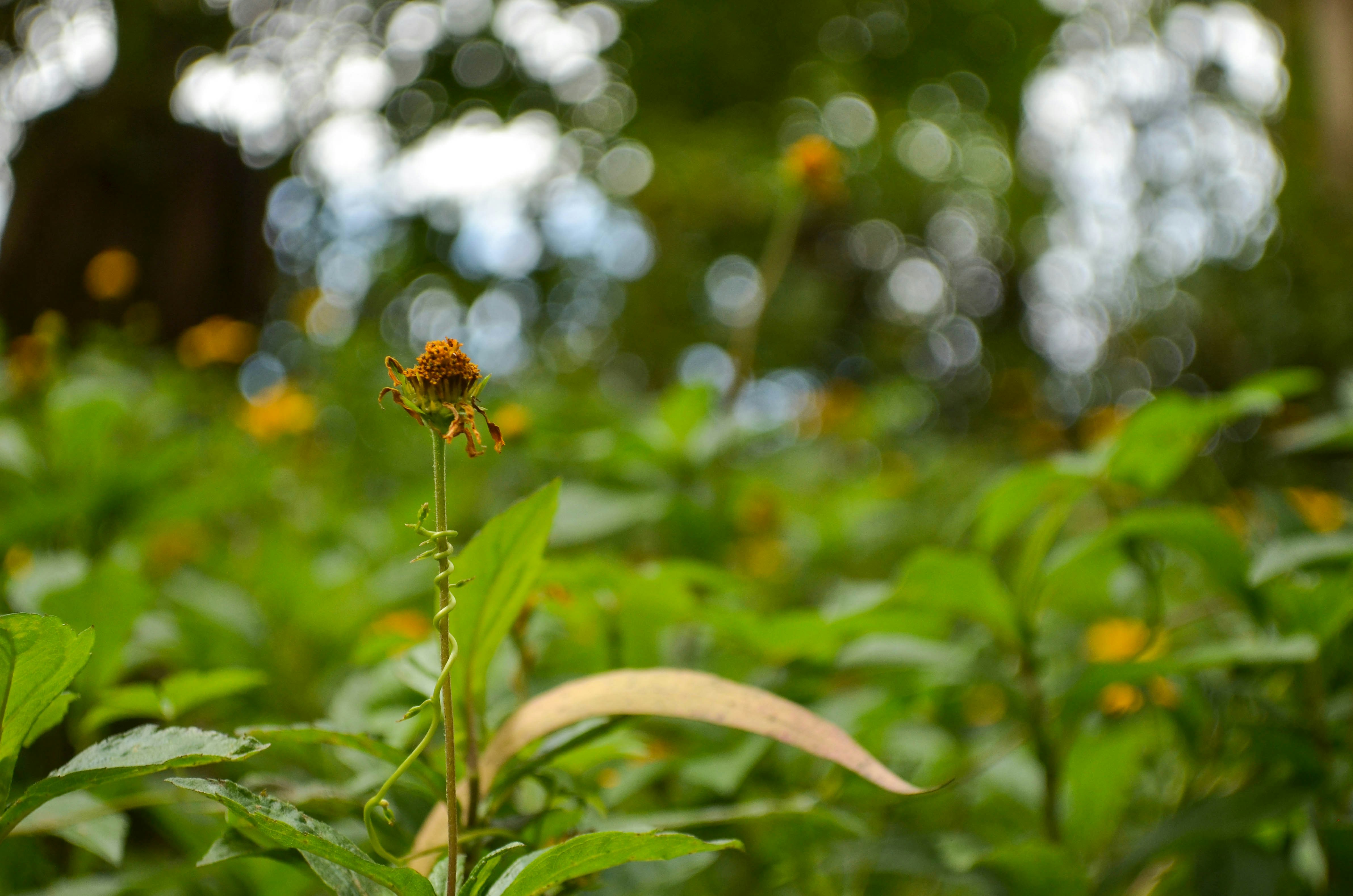 Raízes que Curam: O Saber Indígena e Afro-Brasileiro sobre Plantas Medicinais que o Mundo Está Redescobrir