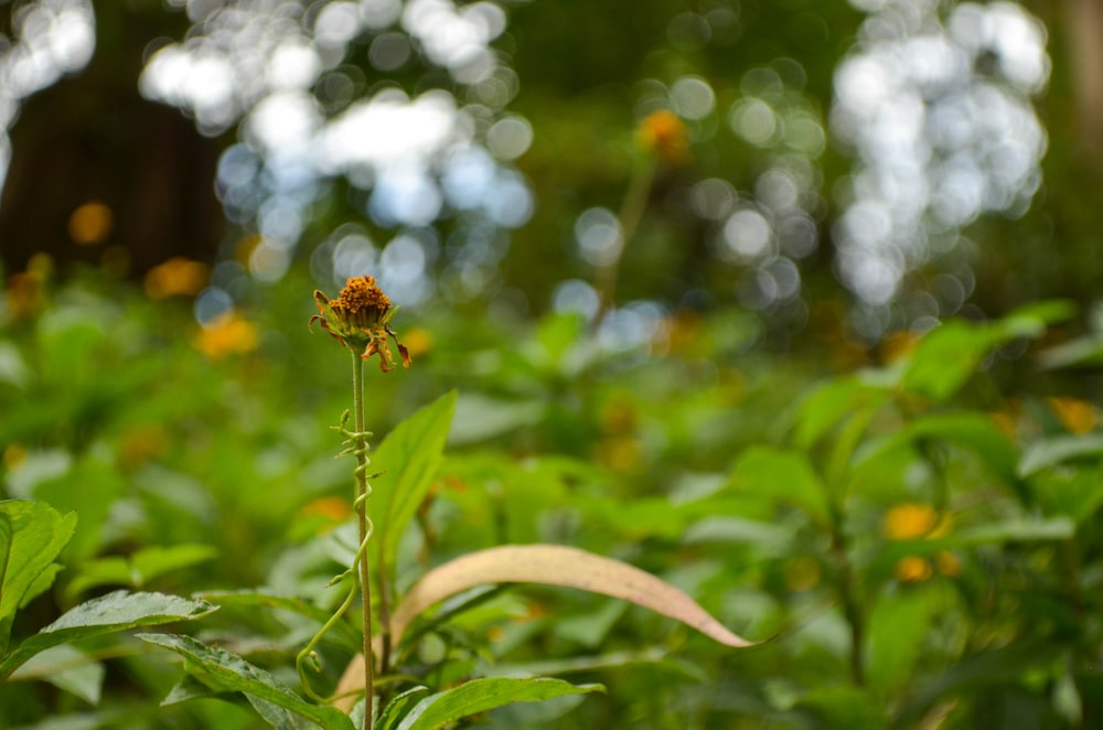 a small yellow flower is in the middle of a field