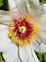 A close-up of a blooming flower in soft pastel colors.