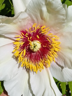 A close-up of a blooming flower in soft pastel colors.