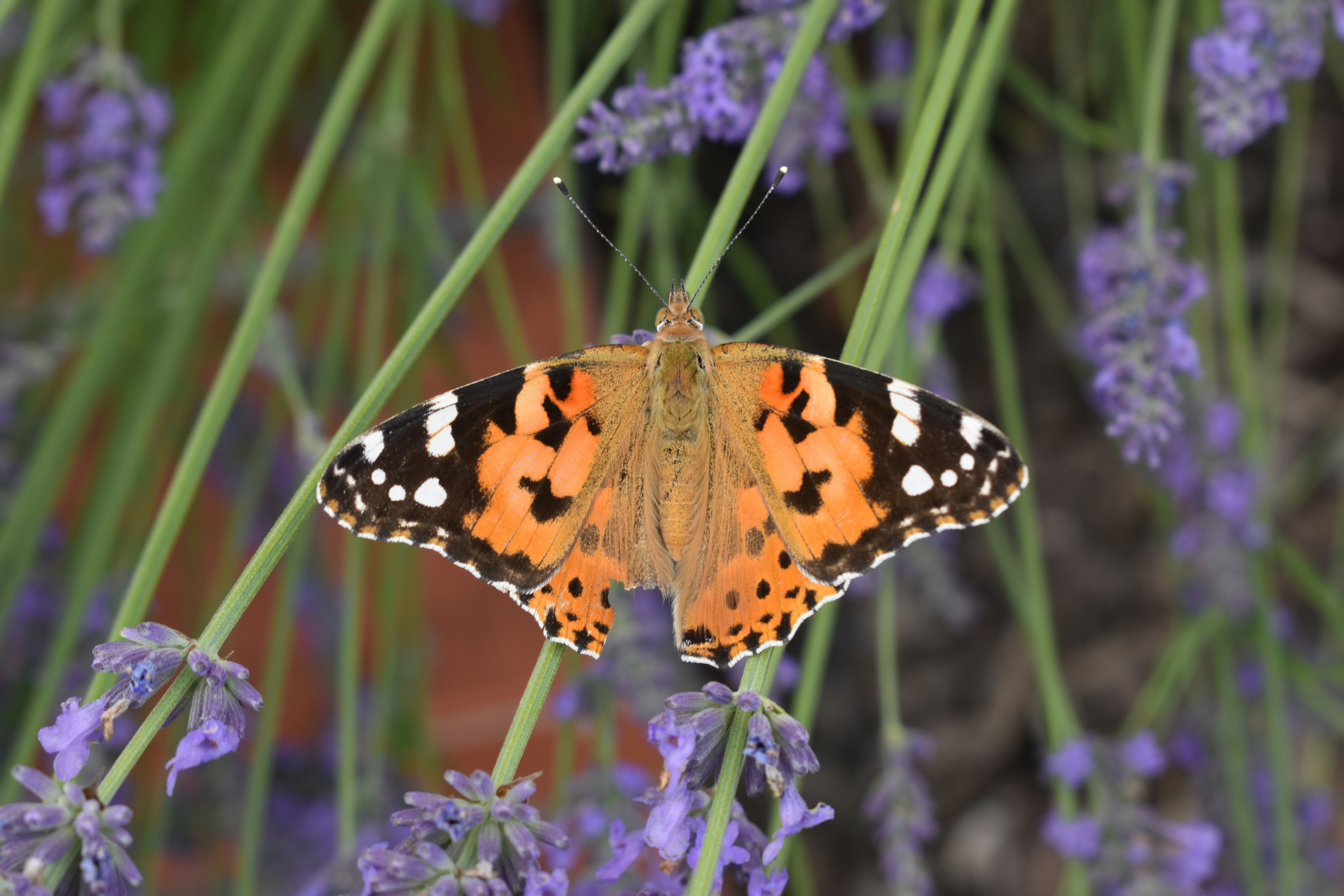 Photo by ninaelisereiter