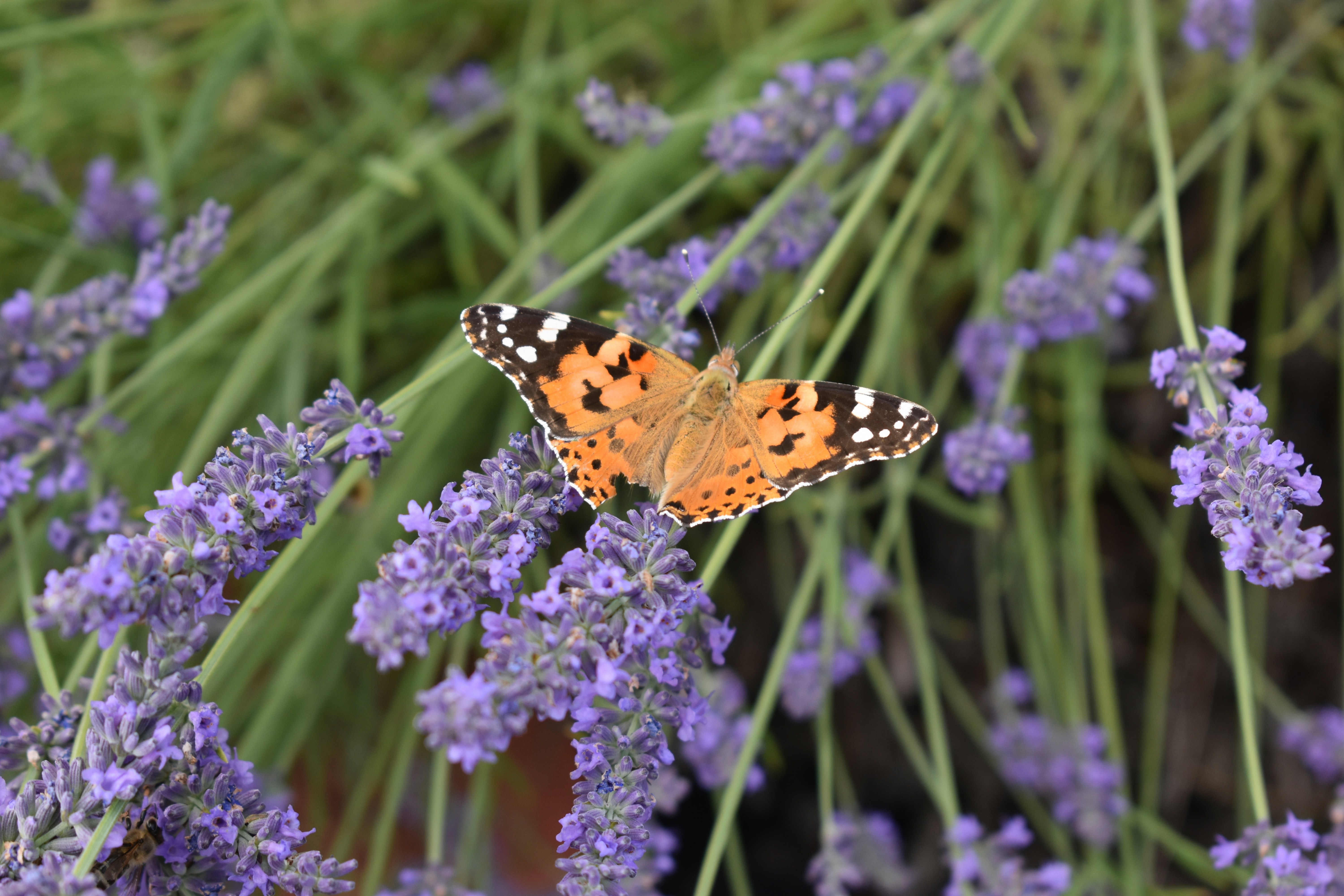 Photo by ninaelisereiter