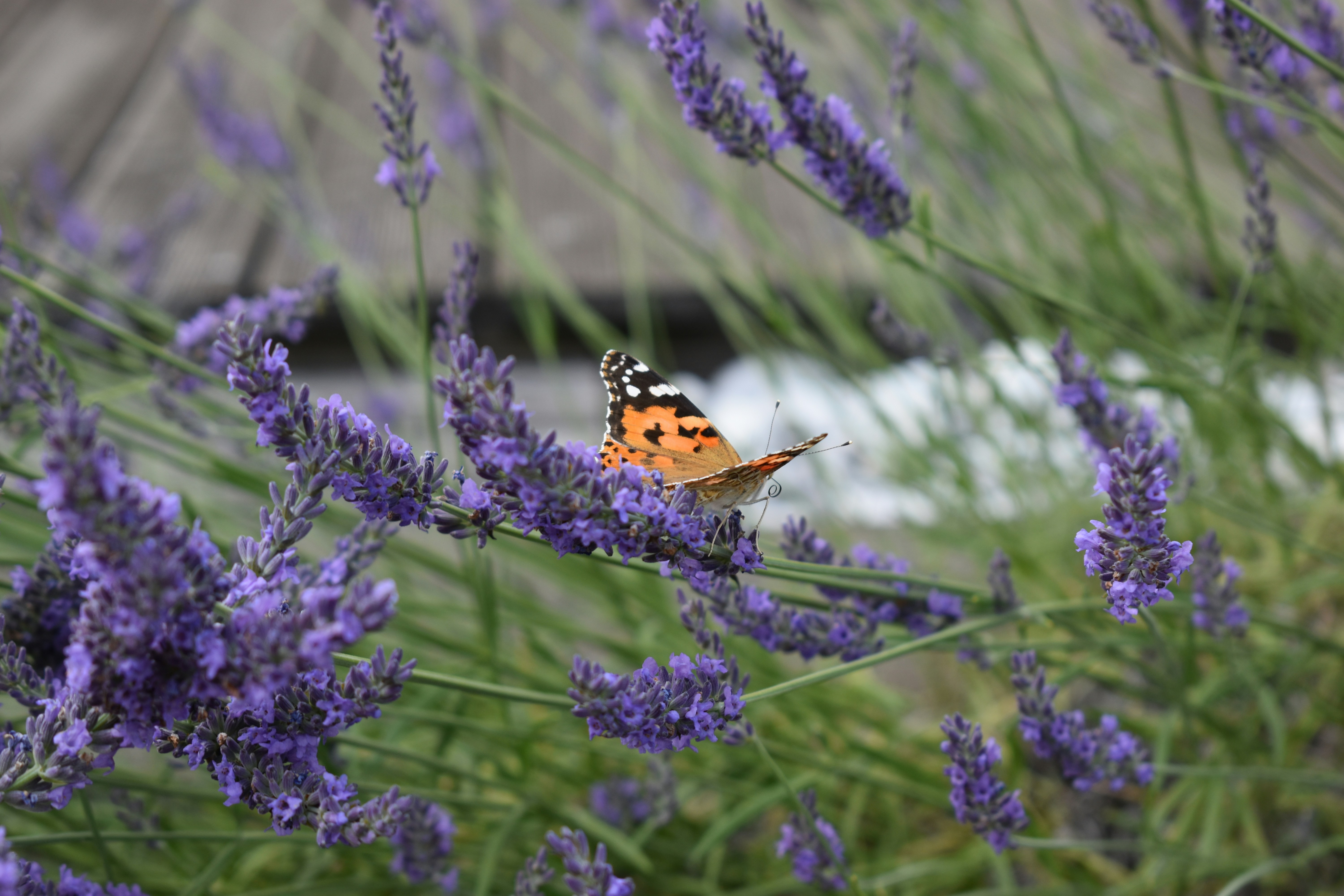 Photo by ninaelisereiter