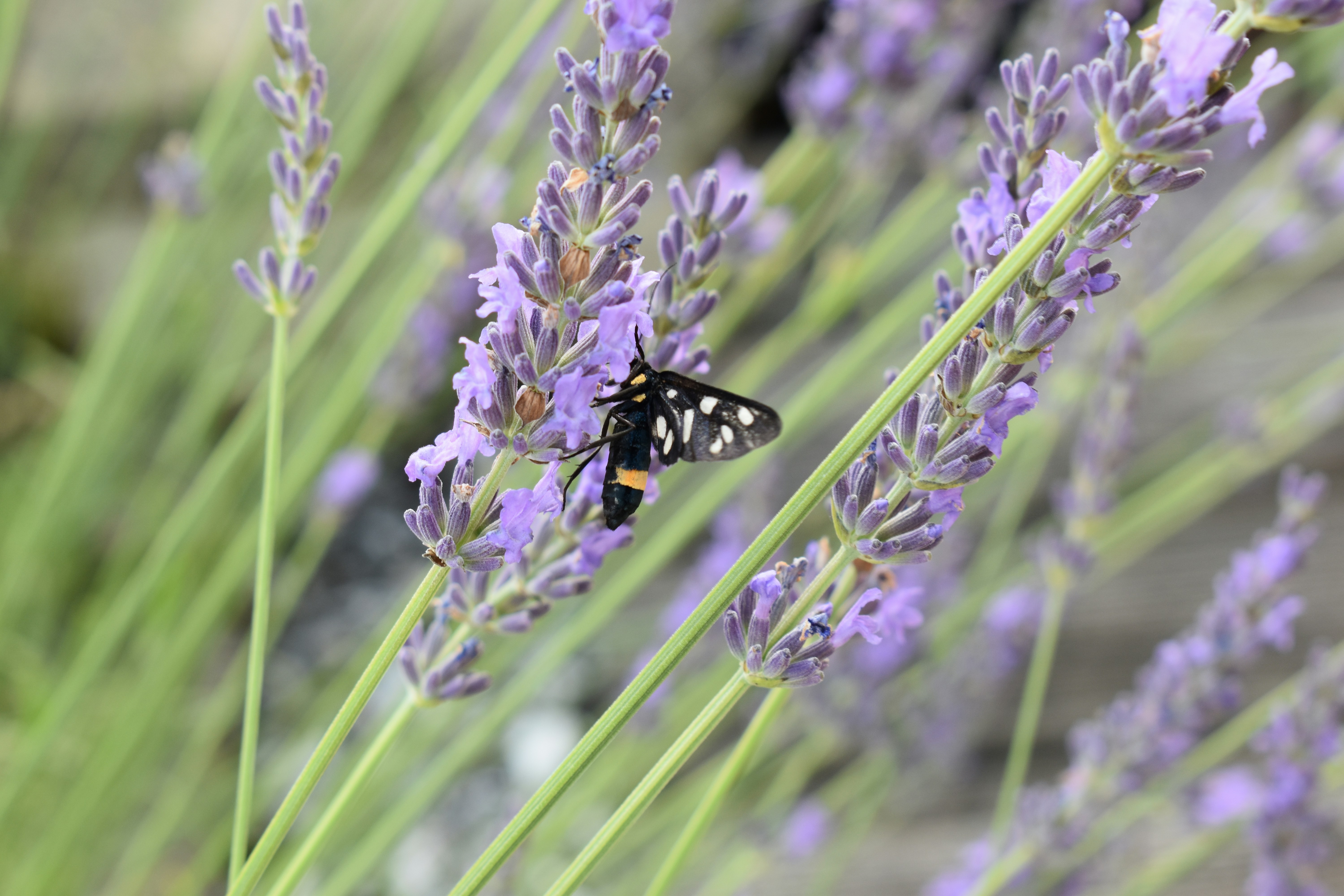 Photo by ninaelisereiter