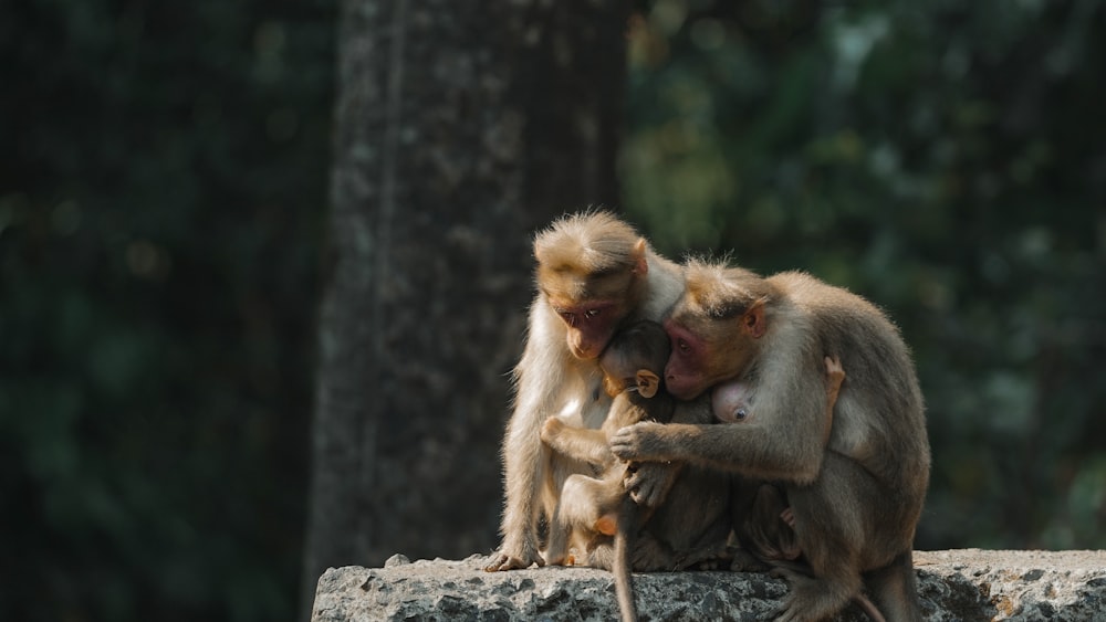 a couple of monkeys sitting on top of a stone wall