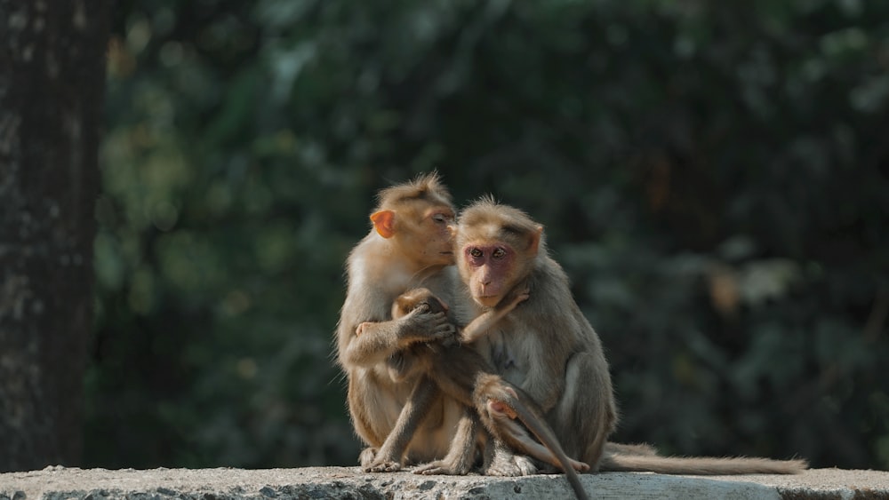 a couple of monkeys sitting next to each other